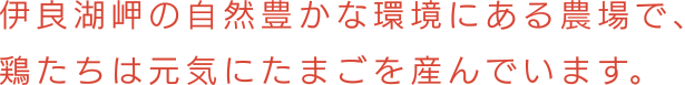 伊良湖岬の自然豊かな環境にある農場で、 鶏たちは元気にたまごを産んでいます。
